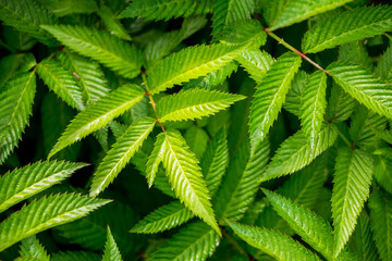 Green leaves of roseleaf bramble bush close-up. Exotic plants. Green leaves background.