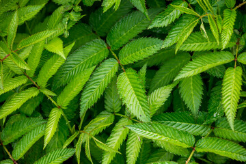 Green leaves of roseleaf bramble bush close-up. Exotic plants. Green leaves background.