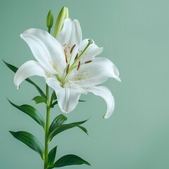 Fototapeta premium White lilies on a green background. Template for greeting card.