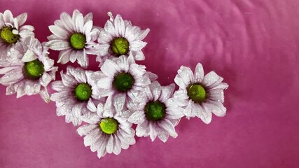 Tiny white chrysanthemum flowers float in the water. Raindrops fall on chrysanthemum flowers on a purple background. Concept of spa, wellness, self-care. Slow motion