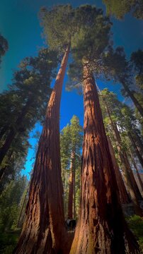pine tree in yosemite, sequoia national park, California 