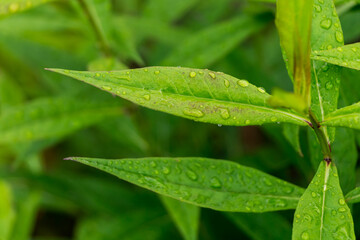 green leaves with water drops after rain close-up, natural plant background

