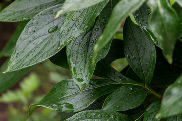 green peony leaves close up after rain. natural background