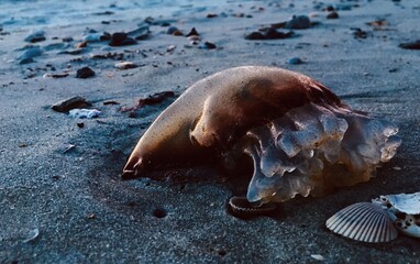 jellyfish on the beach