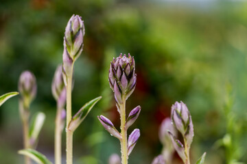 blooming hosta close up. exotic plants. natural floral background