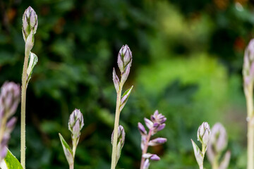 blooming hosta close up. exotic plants. natural floral background