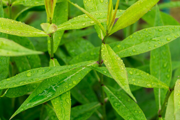 green leaves with water drops after rain close-up, natural plant background