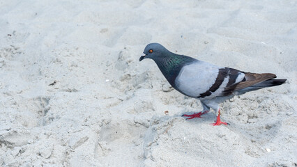 pigeon on the beach