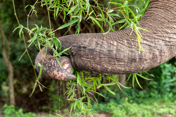 Close-up of elephant trunk picking leaves