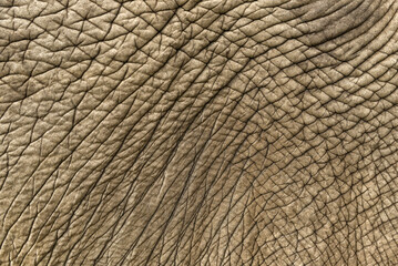 Close-up of Elephant skin
