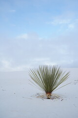 tree on the white sands