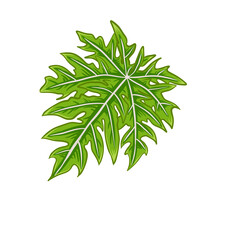 Papaya leaf detailed illustration