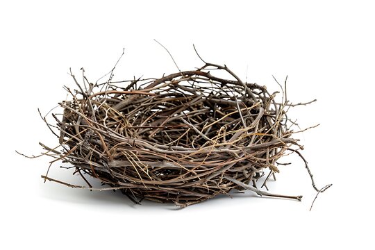 Ebrace nest isolated on white background.