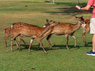 観光客に集まる奈良公園の鹿