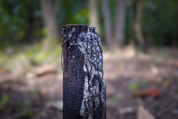 texture of burnt wood, tree stumps that turn into charcoal after a forest fire.