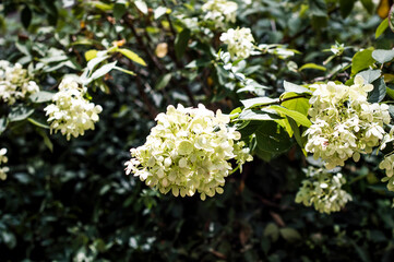 white flowers in the garden