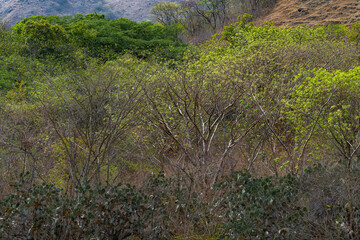 Trees in the middle of autumn with Halloween mood with orange-yellow colors and some contrasts of beautiful greens