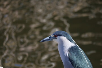 Nycticorax Nycticorax, soco bird at Brazil