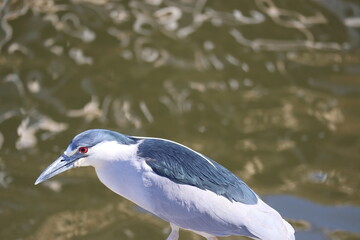 Nycticorax Nycticorax, soco bird at Brazil