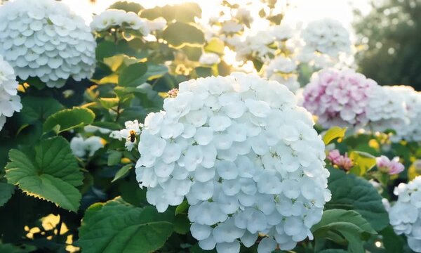 Bokor flowers or Hydrangea macrophylla bloom very beautifully and lushly