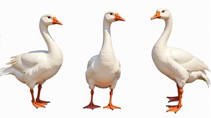 Obraz premium Illustration of Three White Geese in Different Poses on a White Background. Perfect for Animal Studies, Educational Materials, and Farm-Themed Designs.