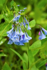 Young Bluebell flowers after a morning rain