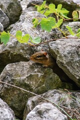 Curious rodent peeking through a pile of rocks