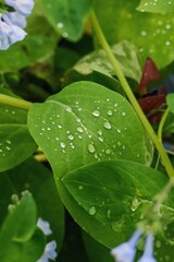 Raindrops atop a green leaf
