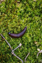A slug crawling across a field of moss on a log