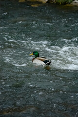 Mallard duck floating along stream in the rain