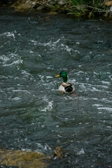 Duck swimming in a stream in the rain