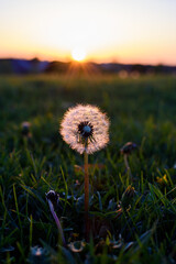 Dandelion in a field at sunset