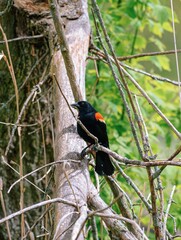 Red winged blackbird perched on a branch in the forest