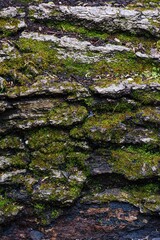 Mossy bark background