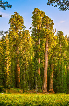 Sequoia, trees, nature, mountains 