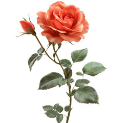 Obraz premium Beautiful coral rose with budding flower, cut out - stock png.
