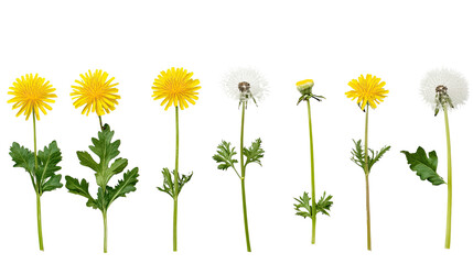 dandelion transparent background