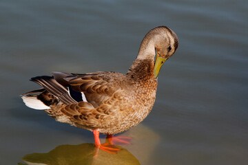 duck on the water