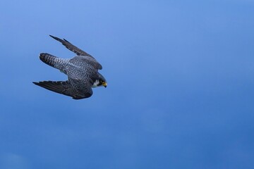 日本海をバックに獲物をめがけて急降下するハヤブサ成鳥