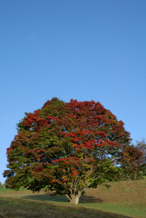 giant maple tree with colorful leaves / 紅葉 色付き始めの大カエデの木 - 全景