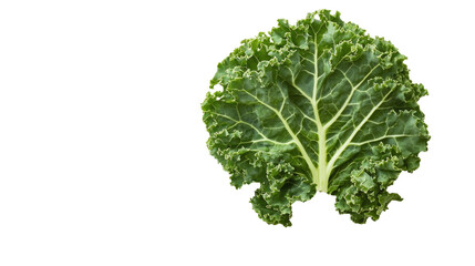 curly kale transparent background