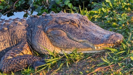 alligator watching sunset