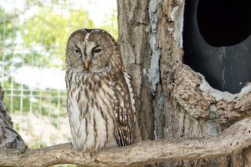 フクロウの静かなひととき