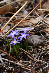早春の庭の紫のチオノドクサ