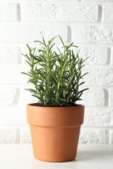Rosemary plant growing in pot on white wooden table. Aromatic herb