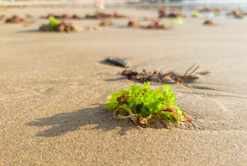 Ulva lactuca or sea lettuce seaweed over sand