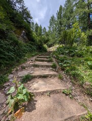 path in the woods