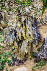 Bladderwrack seaweed or Fucus vesiculosus