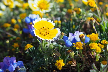 yellow flowers in spring
