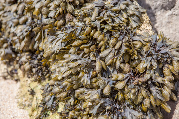 Bladderwrack seaweed or Fucus vesiculosus